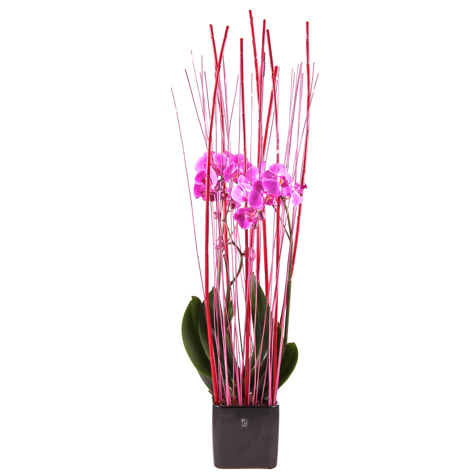 Phaleonopsis ruukussa