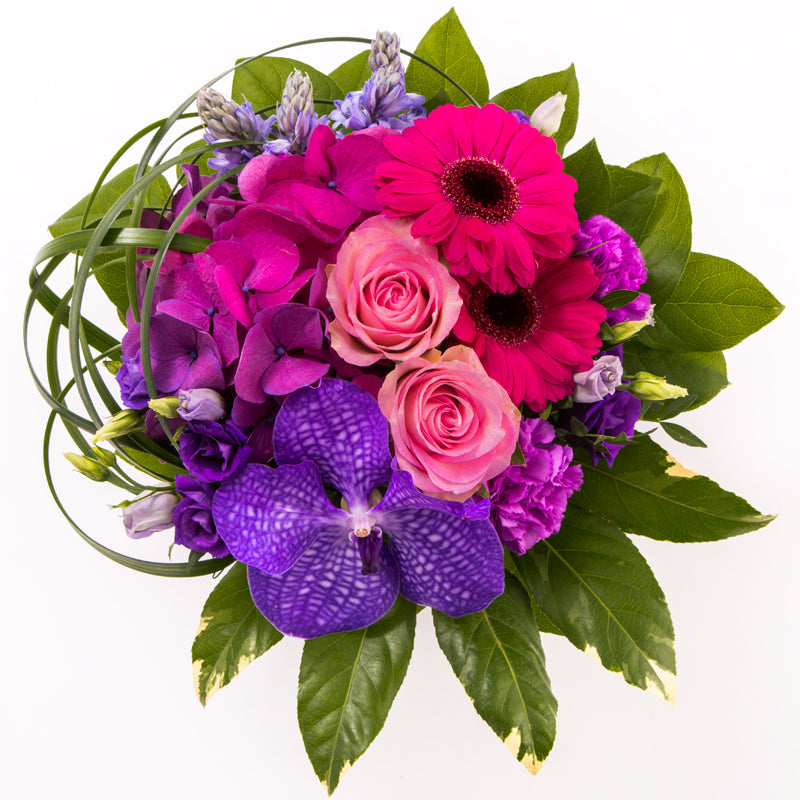 Purppura