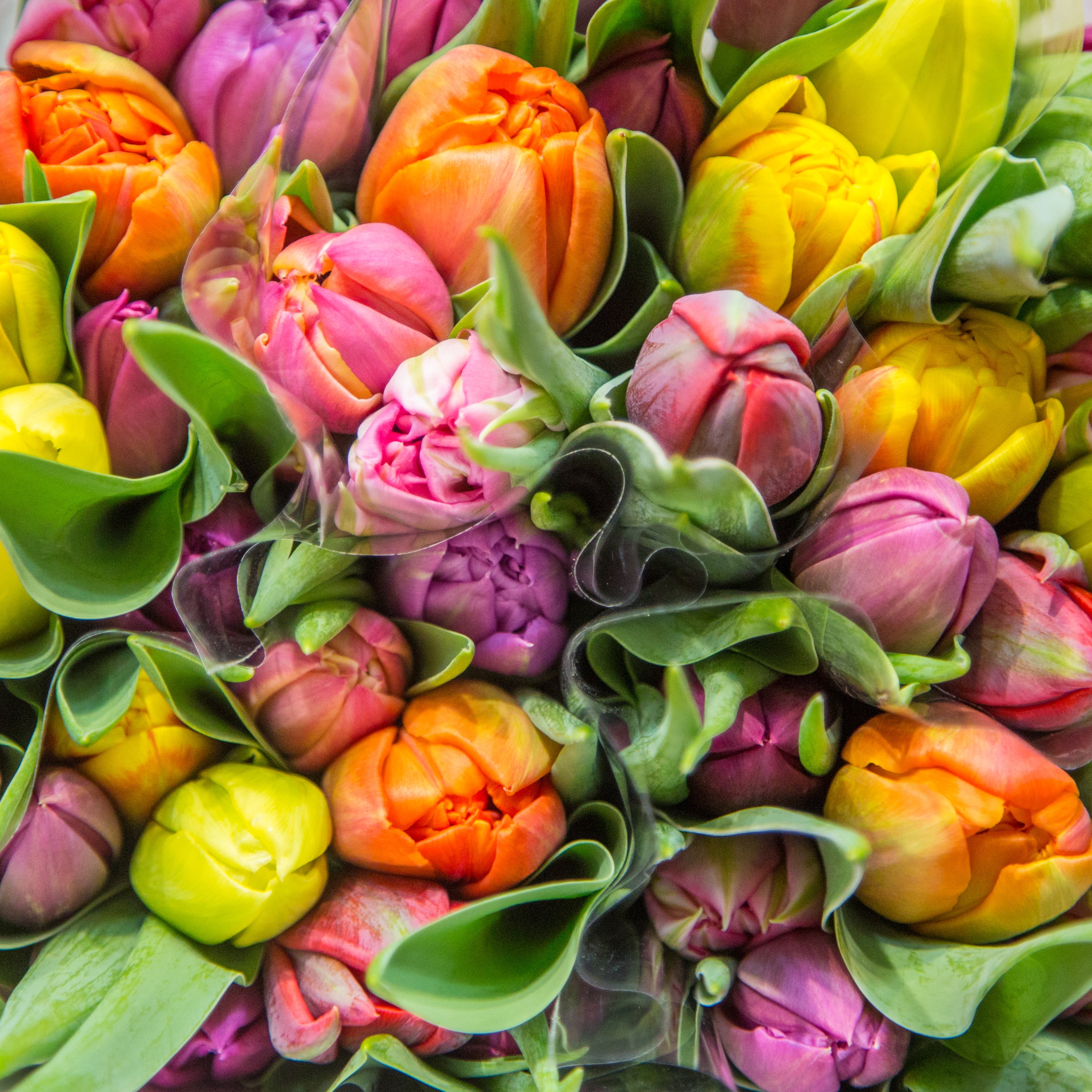 Tulppaanikimppukurssi Pepen kanssa (24.1. kello 15-17)