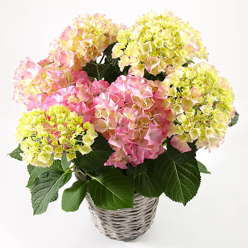 Hortensia