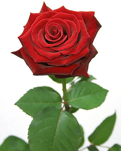 Premium Ruusu 70-80 cm